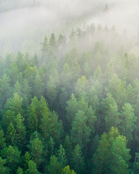 Summer-Forest-Green-Forest