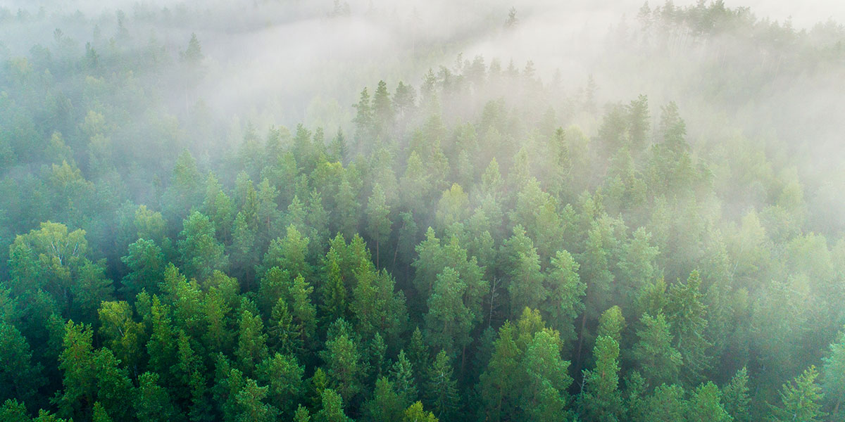 Summer-Forest-Green-Forest